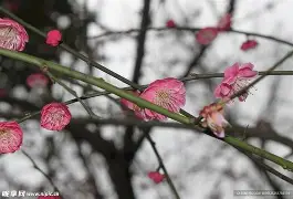 梅斯大胜克雷泰，士气高涨信心膨胀(梅斯vs雷恩预测)